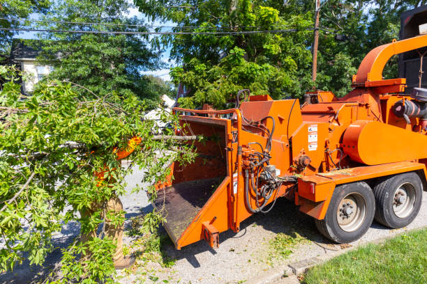 The Steps Involved in Our Tree Care Process in Baraga, MI